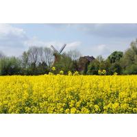 3160_3746 Rapsblüte in Hamburg Vierlande - Windmühle in Hamburg Reitbrook. | Fruehlingsfotos aus der Hansestadt Hamburg; Vol. 2